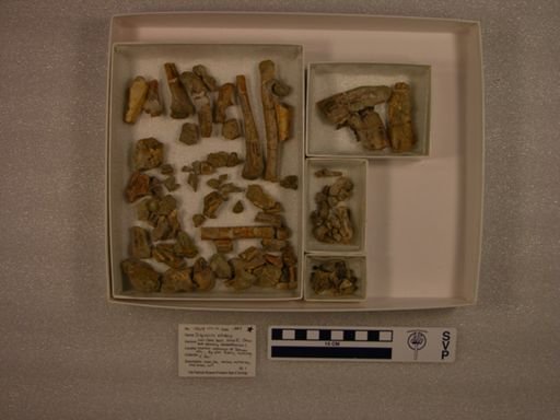 Didymictis