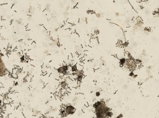 Holothuroidea