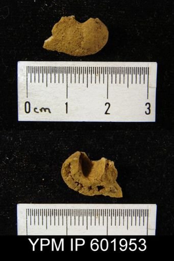 Athyris sp.