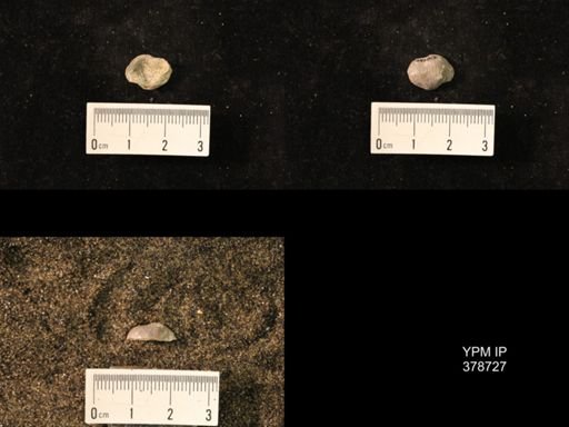 Marginifera wabashensis