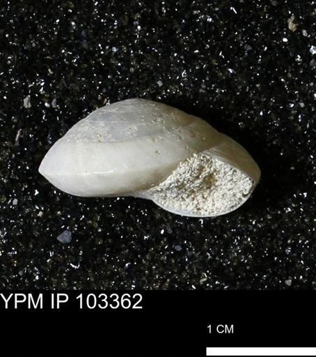 Poecilozonites bermudensis zonatus