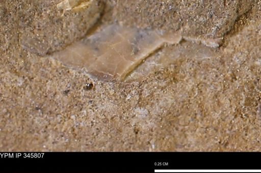 undet. Mollusca