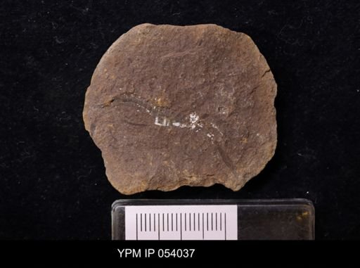 Acanthotelson stimpsoni