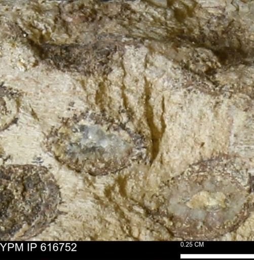 Teredo sp.