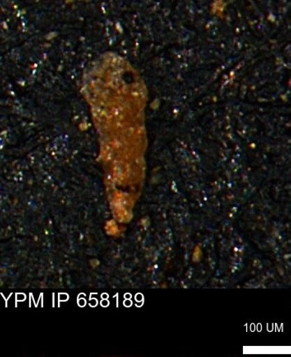 undet. Foraminiferida