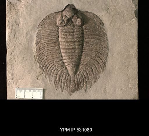 Arctinurus boltoni