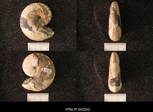 Hoploscaphites nicolletii