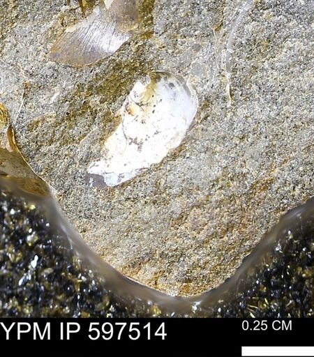 Limopsis?