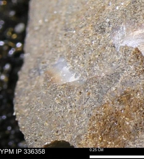 undet. Mollusca