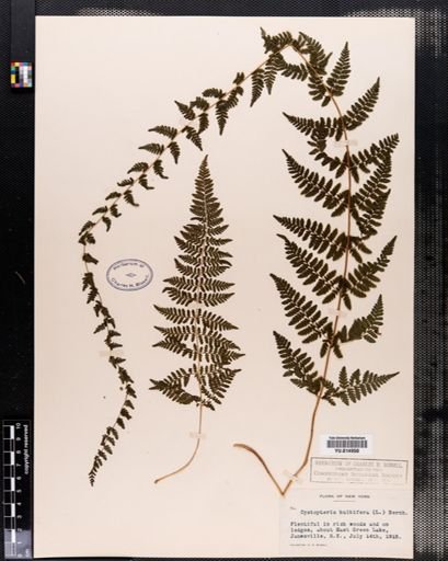 Cystopteris bulbifera