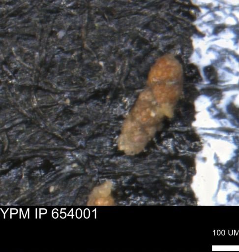 Verneuilinoides hectori