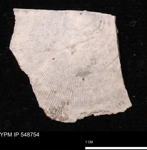Stropheodonta perplana