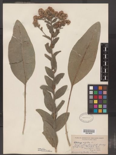 Solidago rigida