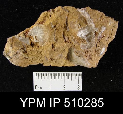undet. Brachiopoda