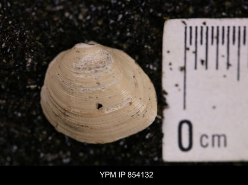 Limopsis striatopunctatus