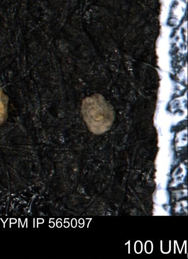Spirolocammina planula
