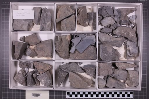 mixed taxa, stratigraphic collection