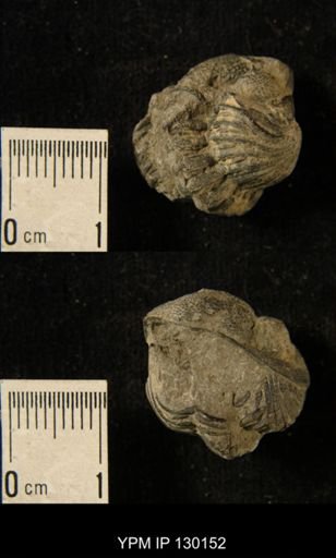 Eldredgeops rana