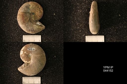 Hoploscaphites nicolletii