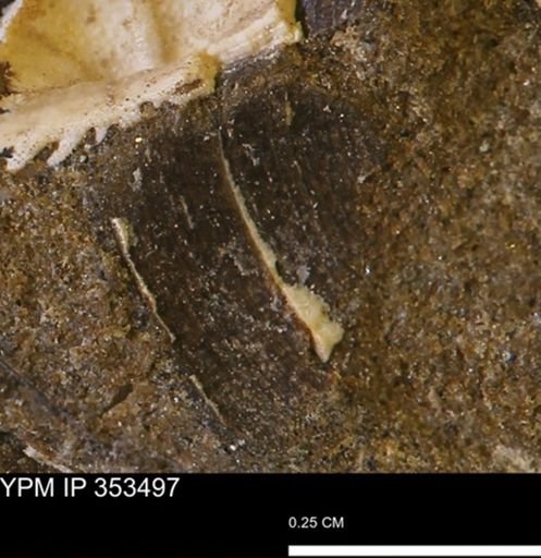 Limopsis striatopunctatus