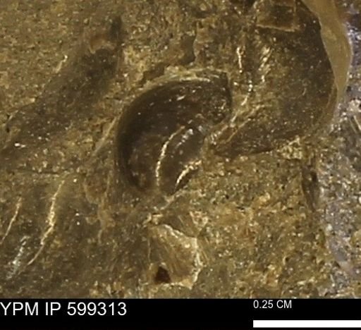 Protocardia subquadrata