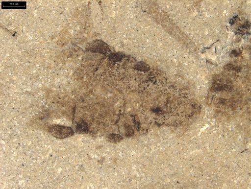 undet. Insecta