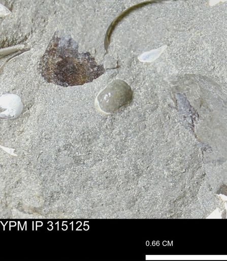 undet. Scaphitidae