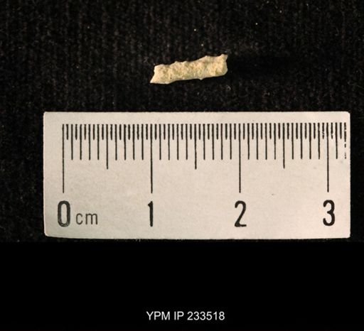 Archaeocidaris sp.