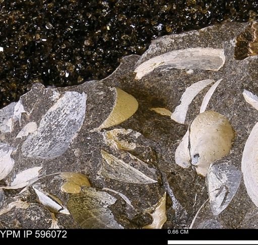 undet. Bivalvia