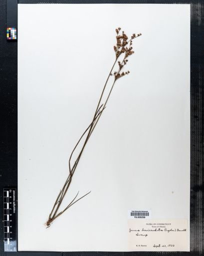 Juncus brevicaudatus