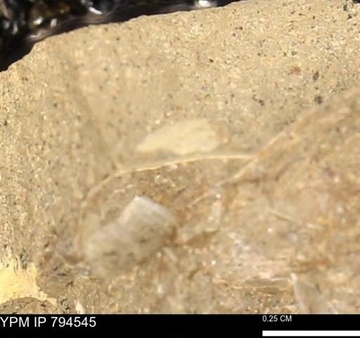undet. Bivalvia