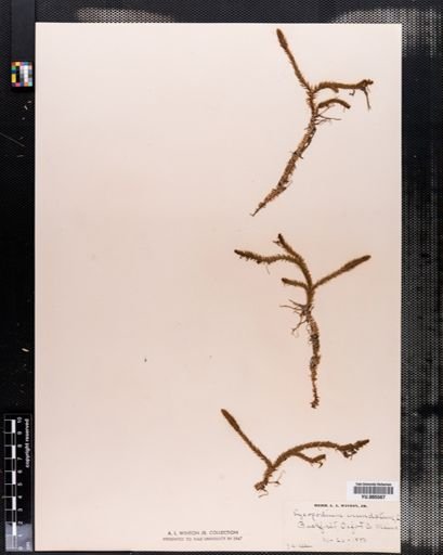 Lycopodium inundatum