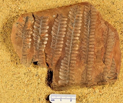 Crossotheca