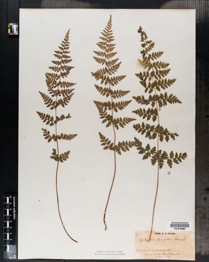 Cystopteris fragilis