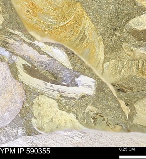 Protocardia?