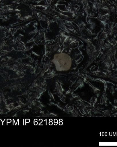 undet. Foraminiferida