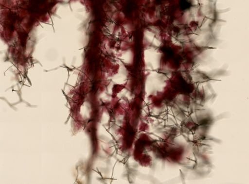 Haliclonidae