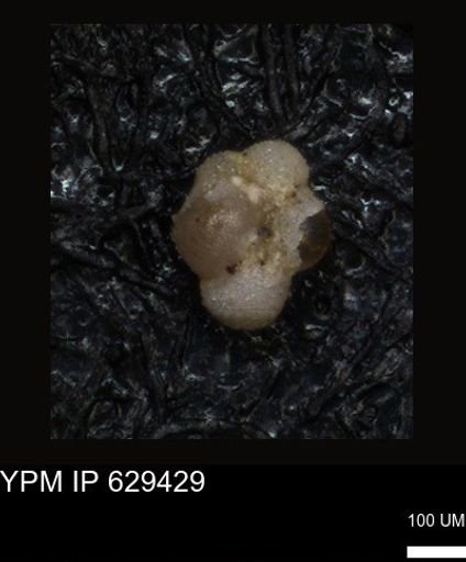 undet. Foraminiferida