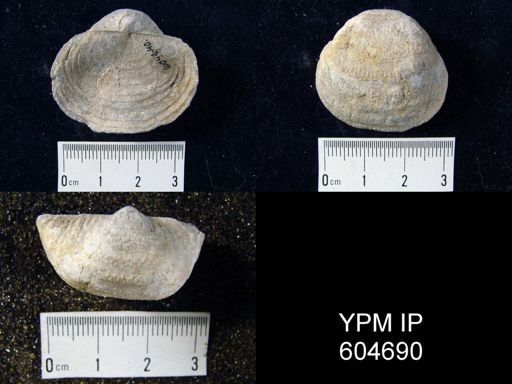 Echinoconchus sp.