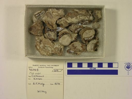 undet. Actinopterygii