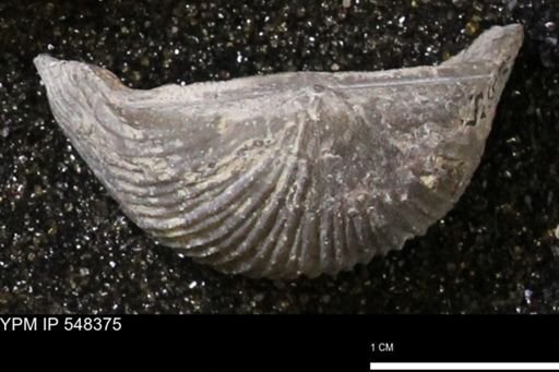 Stropheodonta navalis