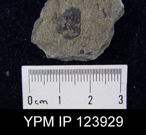 Orbiculoidea bella