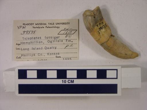 Teleoceras fossiger