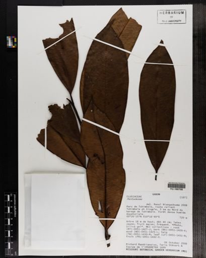 Plantae