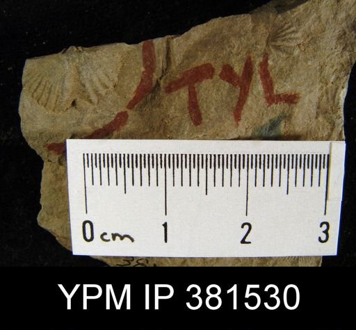Tylothyris sp.