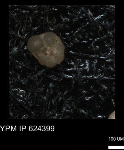 undet. Foraminiferida