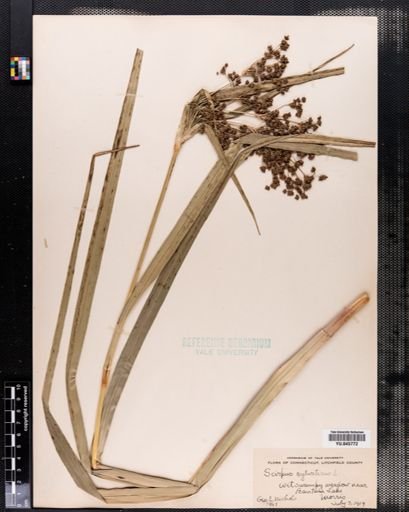 Scirpus sylvaticus