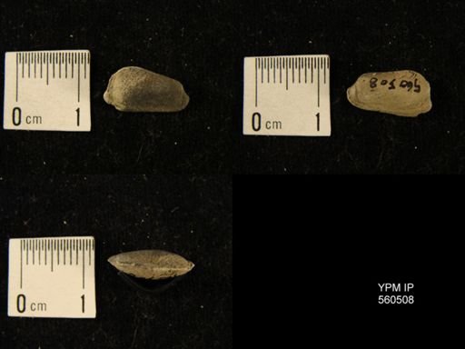 undet. Bivalvia