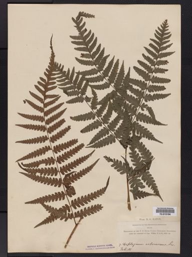 Athyrium