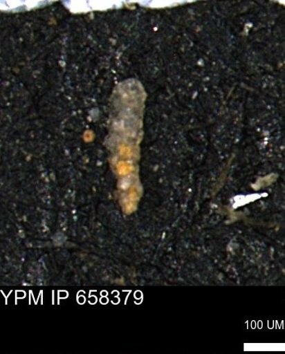 Verneuilinoides kansasensis